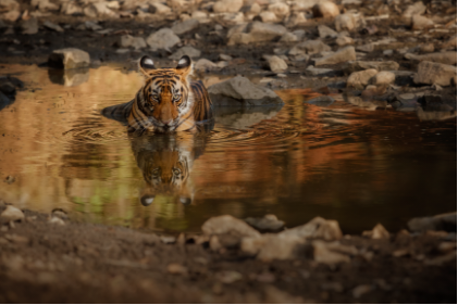 Spotting Elusive Wildlife, Chasing Long-Term Goals